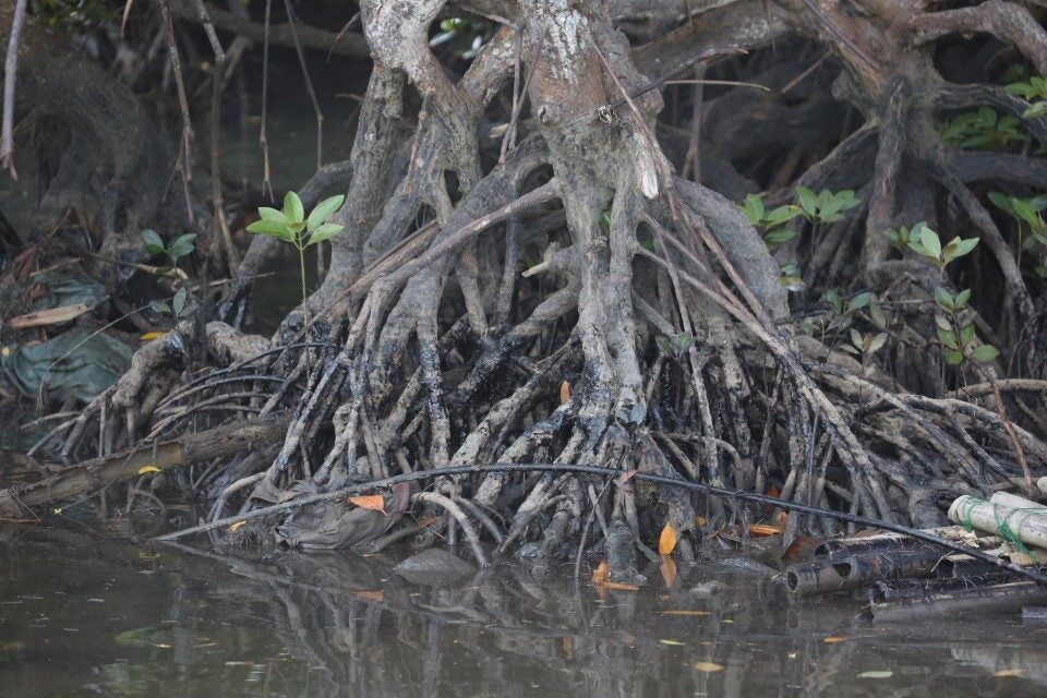 A mangrove tree that is stained with oil pollution