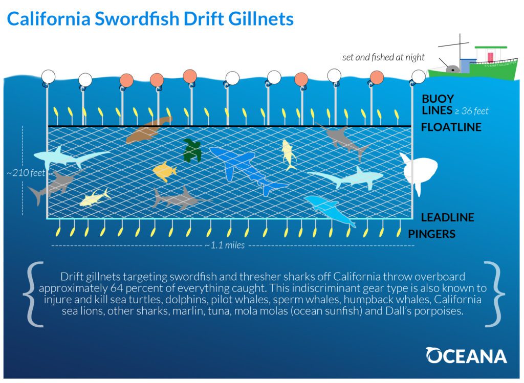 A graphic that explains how drift gillnets work