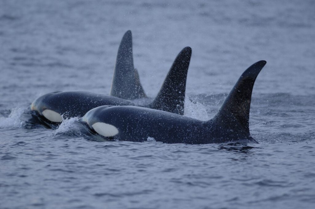 A flotilla of killer whales or Orca on review. (Image credit: Courtesy of Dr. Brandon Southall, NMFS/OPR)