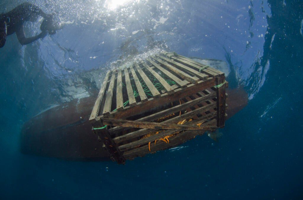 Fishers in Juan Fernández use traditional wood traps to catch lobster