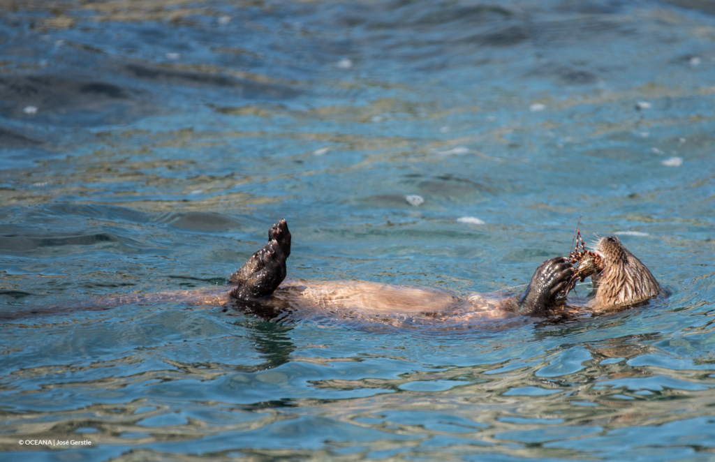 A marine otter floating while eating a crab.