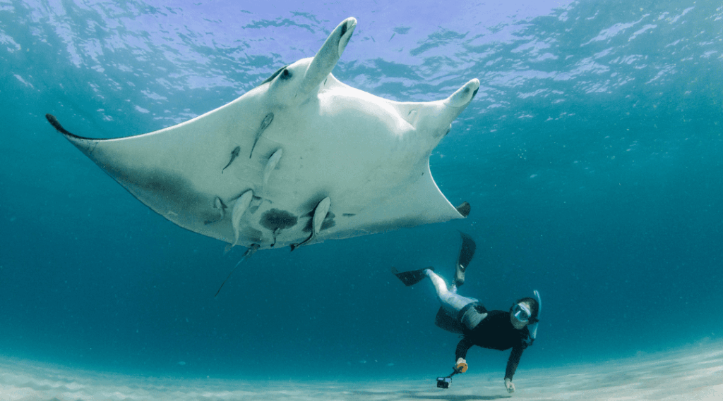Florida Manta Project founder, Jessica Pate, dives to get an identification photo of the manta’s unique belly spot pattern.